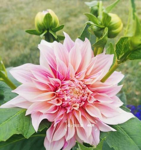 粉色大丽花的花语是什么？大丽花表达什么意义？