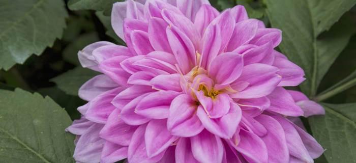 粉色大丽花的花语是什么？大丽花表达什么意义？