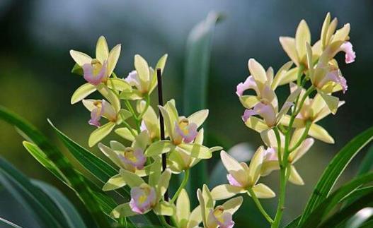 兰花的爱情花语是什么？如何用兰花表达爱意？