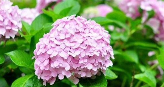 粉红色绣球花的花语是什么？绣球花传递怎样的情感？