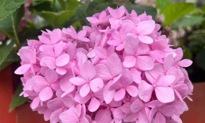 粉红色绣球花的花语是什么？绣球花传递怎样的情感？