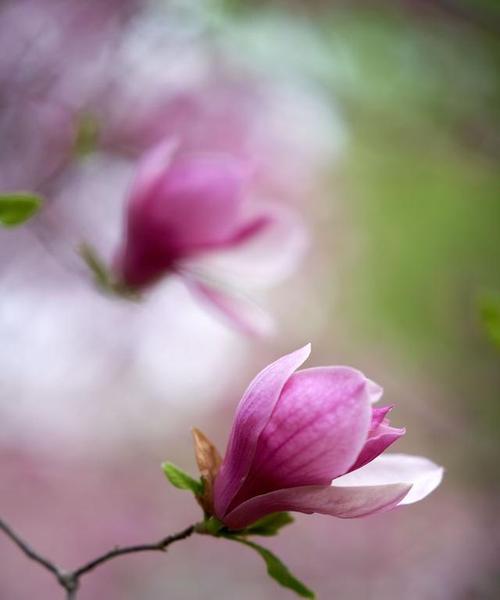 木兰花的爱情花语是什么？木兰代表什么情感？