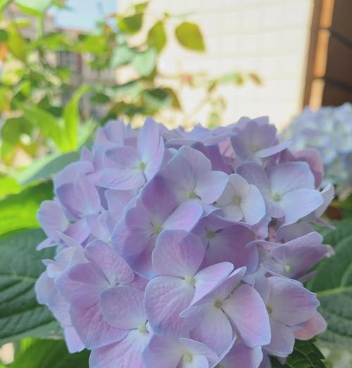绣花球的养殖技巧和常见问题解答是什么？