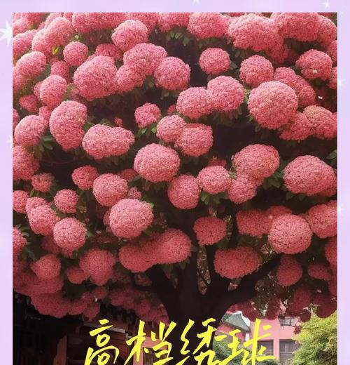 绣花球的养殖技巧和常见问题解答是什么？