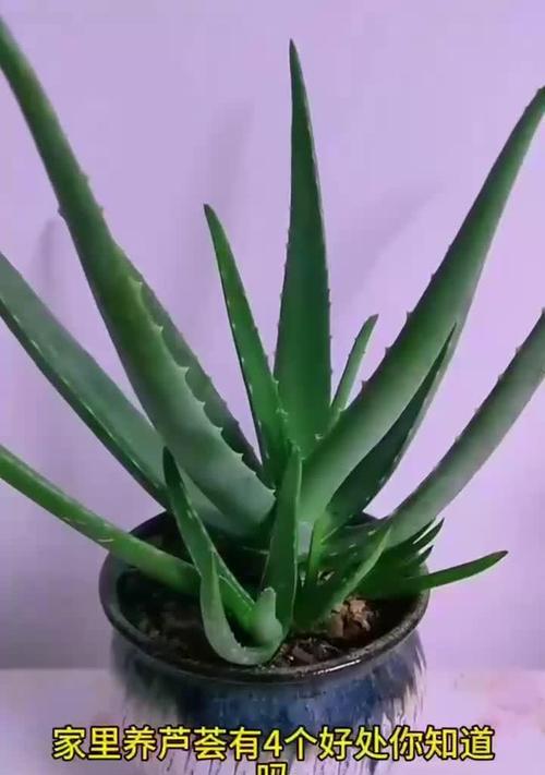 芦荟换盆的最佳时间和方法是什么？