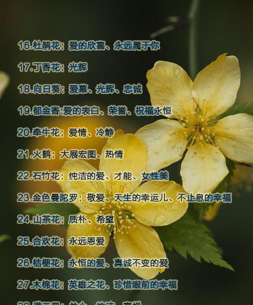 双色茉莉落叶问题的应对措施有哪些？