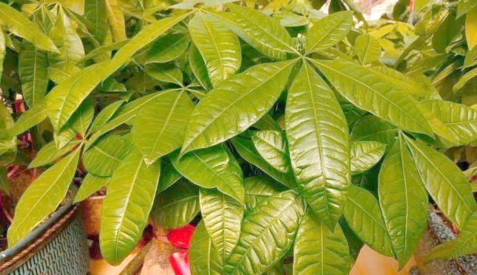 耐阴花卉有哪些？适合室内低光照环境的植物推荐？
