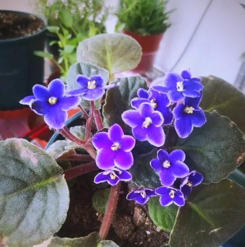耐阴花卉有哪些？适合室内低光照环境的植物推荐？