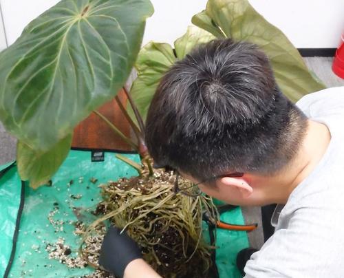 红掌换盆的最佳时机及步骤是什么？