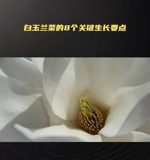 白玉兰的养殖方法是什么？如何确保其健康生长？