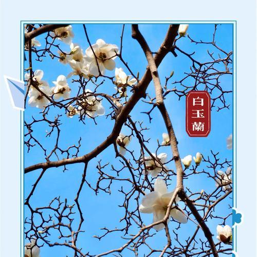 白玉兰的养殖方法是什么？如何确保其健康生长？