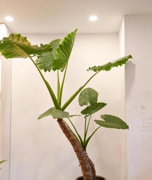 水培滴水观音的正确养护方法是什么？