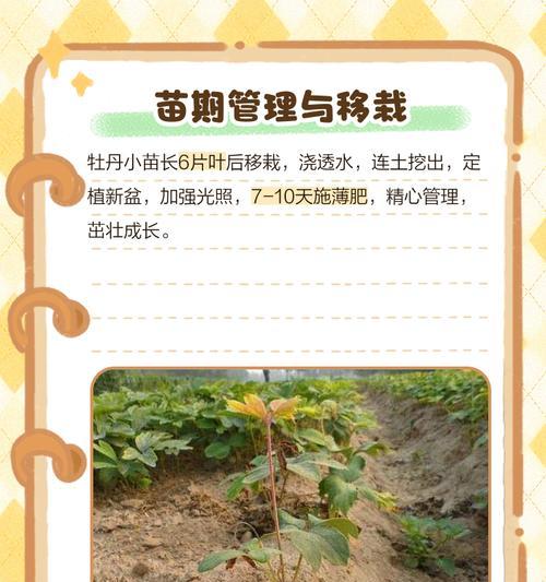 牡丹花的栽种技巧？如何确保成活率？