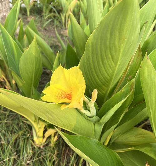 美人蕉种植需要注意什么？