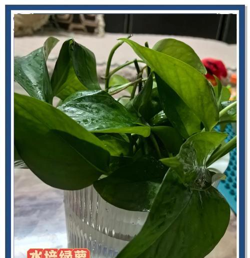 水培绿萝盆栽指南：如何轻松进行水培？