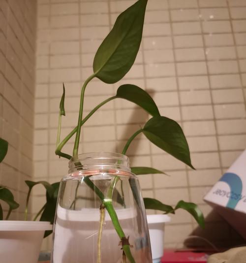 水培绿萝盆栽指南：如何轻松进行水培？