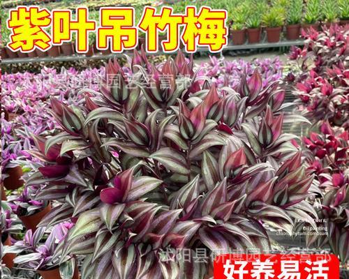 紫罗兰吊兰繁殖的有效方法是什么？