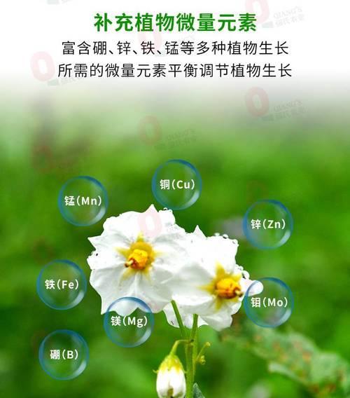 如何为菊花选择合适的肥料以促进其生长？