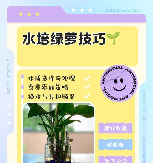大绿萝繁殖技巧及注意事项是什么？