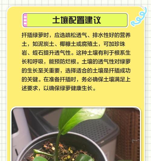 大绿萝繁殖技巧及注意事项是什么？