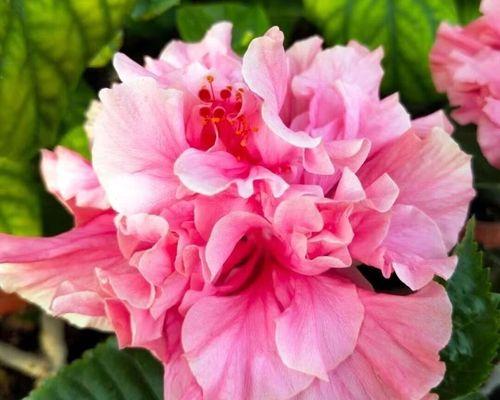 为什么扶桑花不宜室内种植？