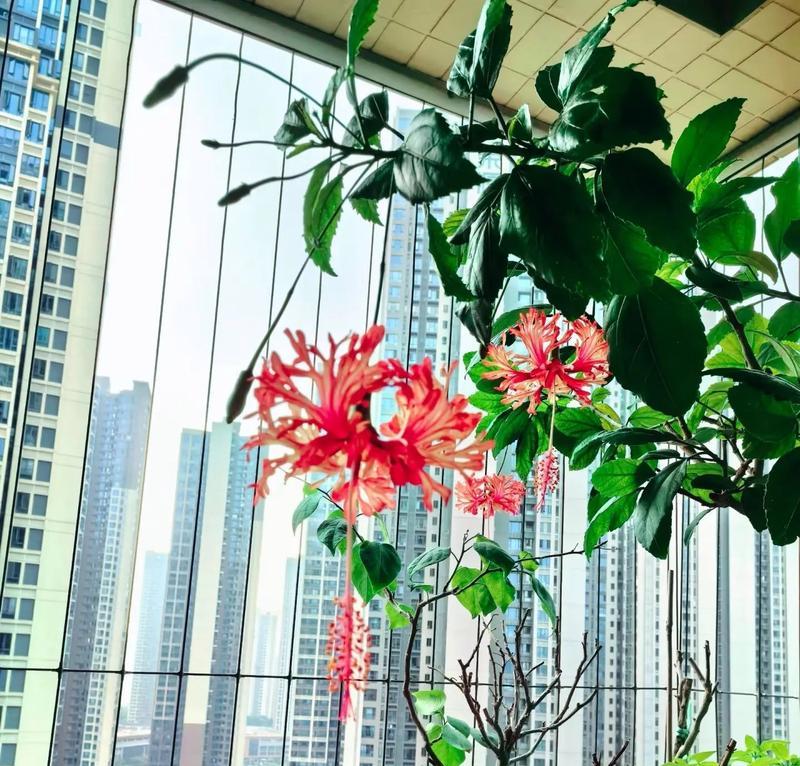 为什么扶桑花不宜室内种植？