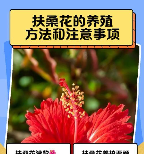 为什么扶桑花不宜室内种植？