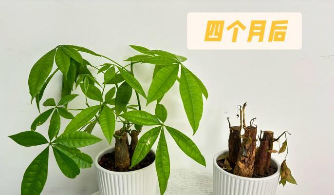 发财树如何安全过冬？