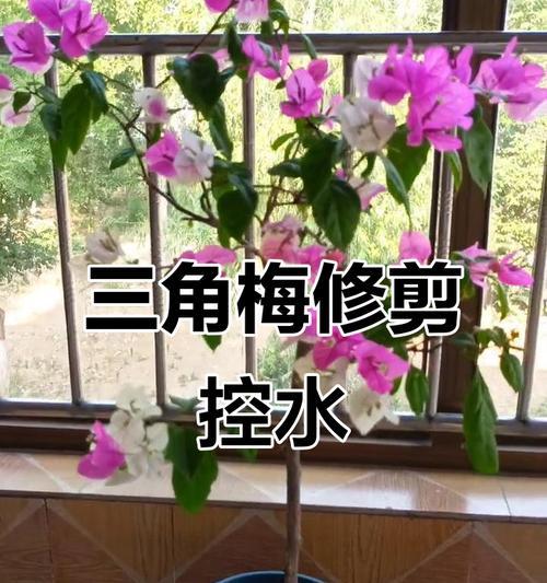 怎么让三角梅长成树形？有哪些有效的技巧和方法？