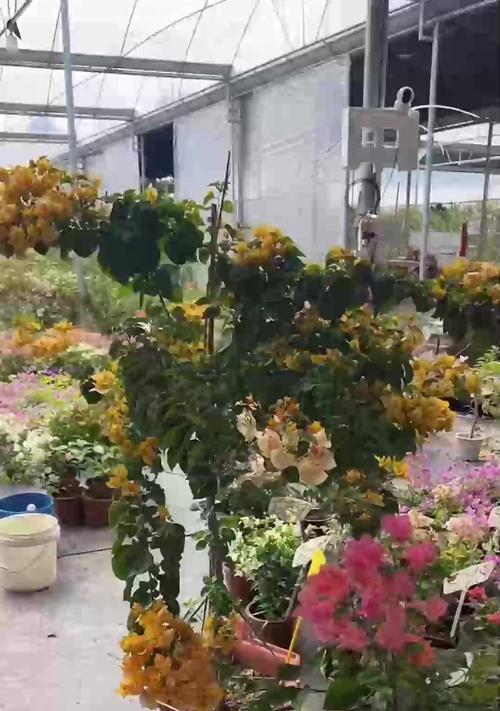怎么让三角梅长成树形？有哪些有效的技巧和方法？