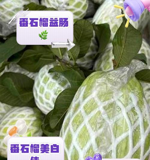 番石榴嫁接的最佳时间和步骤是什么？