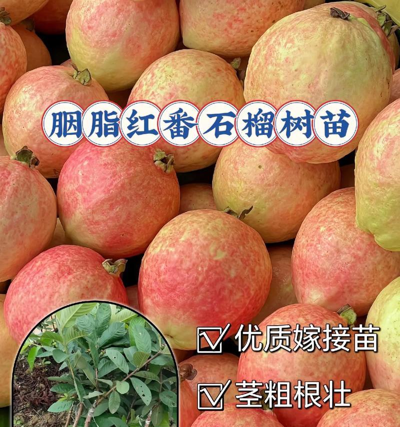番石榴嫁接的最佳时间和步骤是什么？