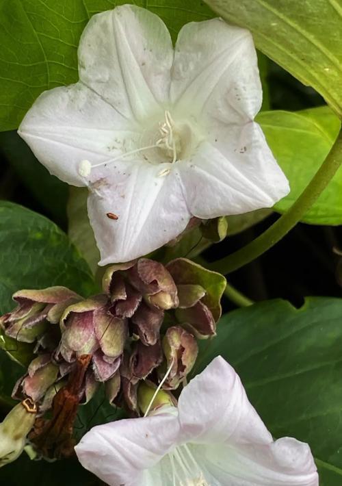藤状花卉有哪些种类？它们的装饰效果如何？