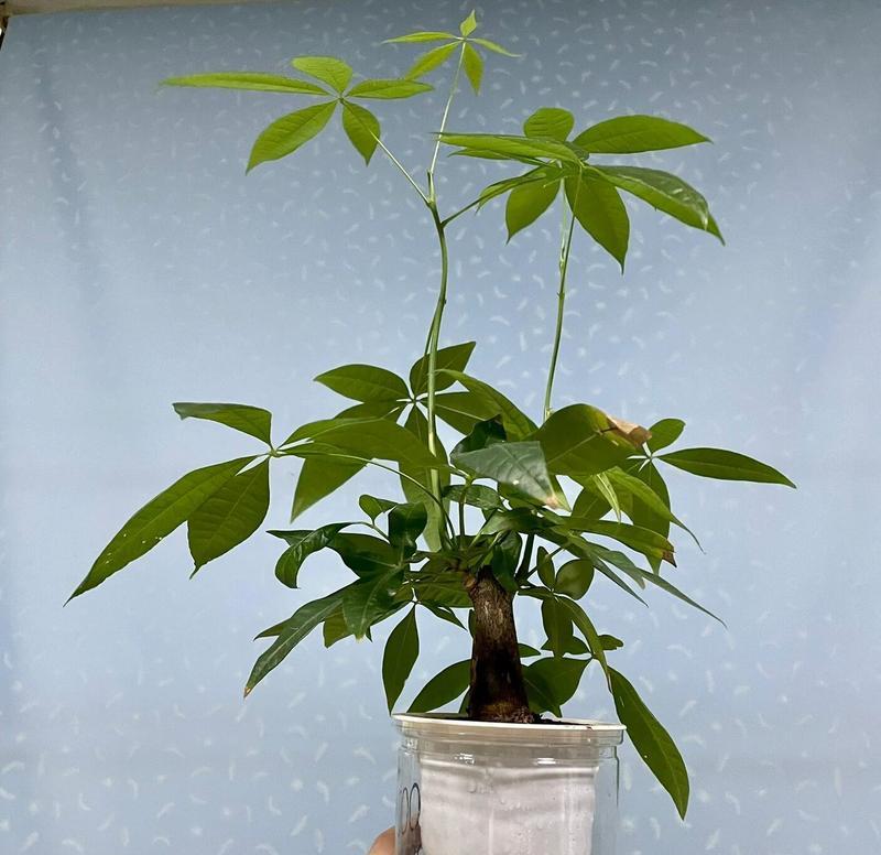 发财树换土需要注意哪些问题？