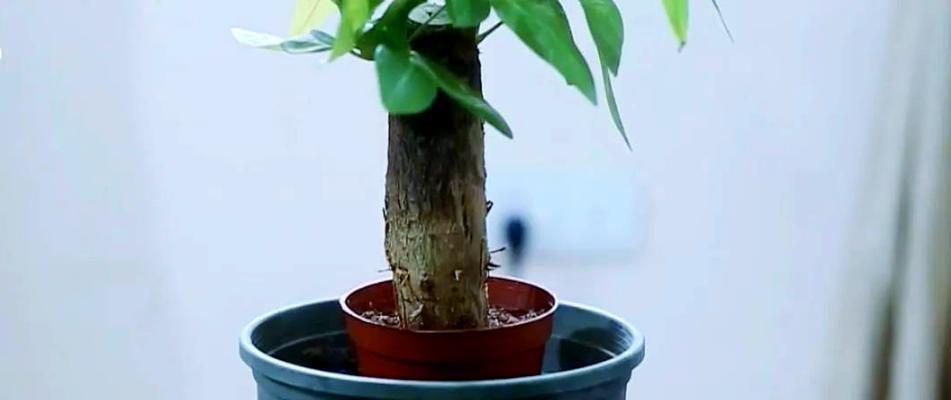 发财树换土需要注意哪些问题？