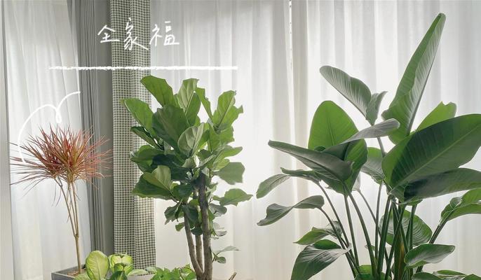 万年青移栽时应注意什么？有哪些技巧？