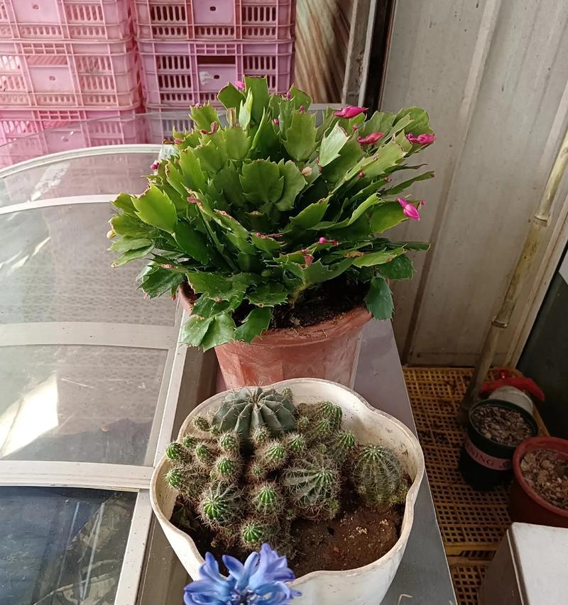 迷你卷娟的养殖要点是什么？