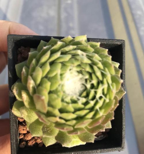 迷你卷娟的养殖要点是什么？