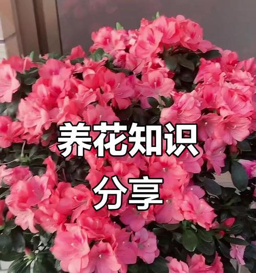 养好花卉的秘诀是什么？有哪些花卉养护小技巧？