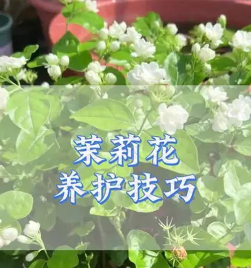 养好花卉的秘诀是什么？有哪些花卉养护小技巧？