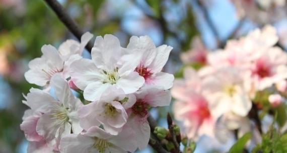 樱花的花语及其象征意义是什么？