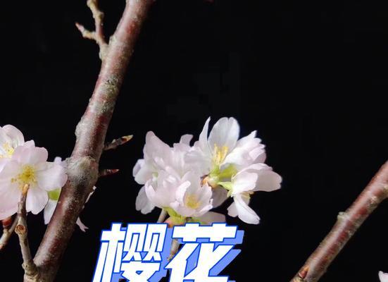 樱花的花语及其象征意义是什么？