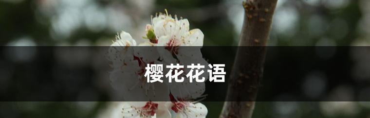 樱花的花语及其象征意义是什么？