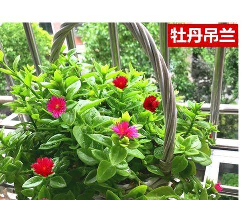 吊兰有哪些常见品种？如何识别不同品种的吊兰？