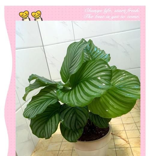 竹芋有哪些作用和功效？竹芋在室内装饰中的角色是什么？