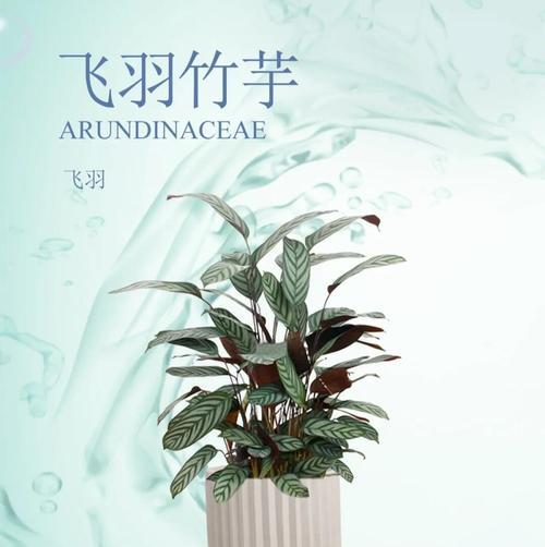 竹芋有哪些作用和功效？竹芋在室内装饰中的角色是什么？