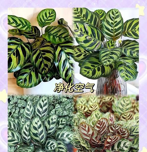 竹芋有哪些作用和功效？竹芋在室内装饰中的角色是什么？