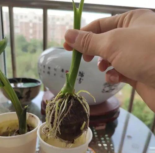 芋头盆栽的种植方法和管理要点是什么？