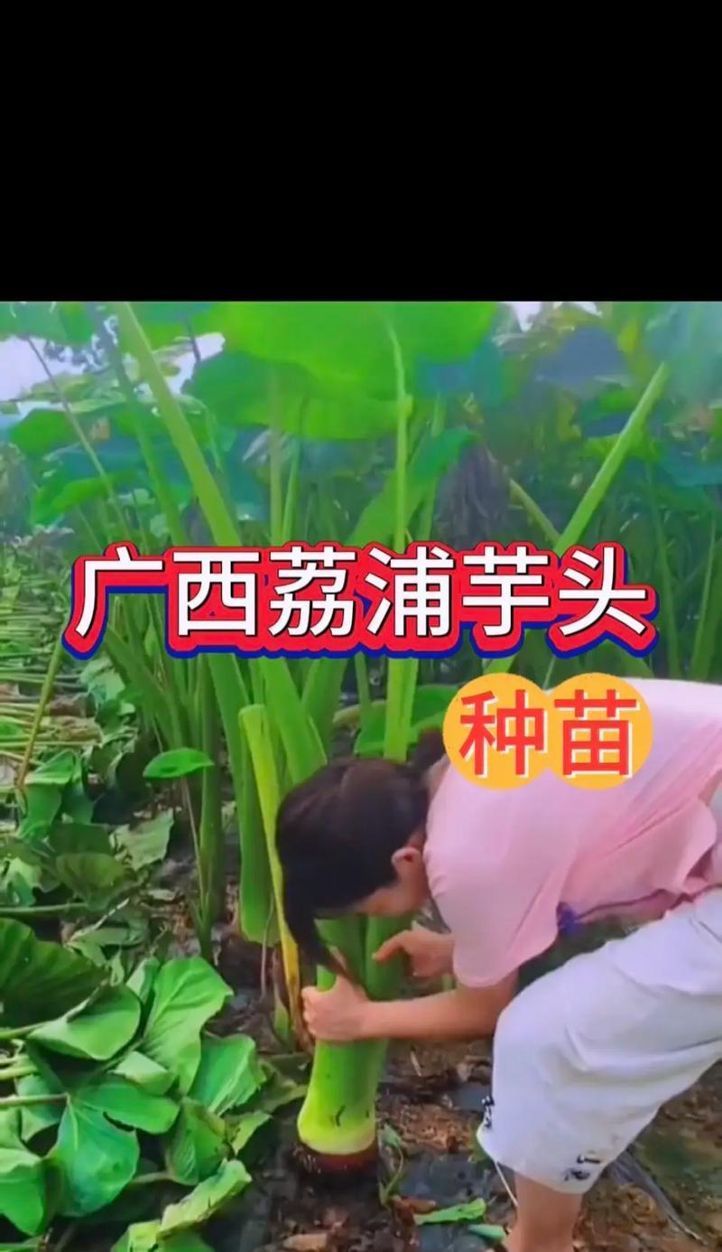 芋头盆栽的种植方法和管理要点是什么？