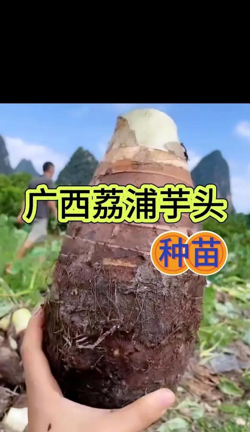 芋头盆栽的种植方法和管理要点是什么？